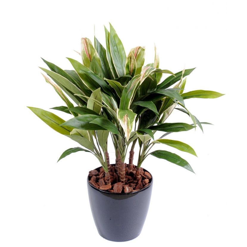DRACAENA CORDYLINE TUFT,  85cm