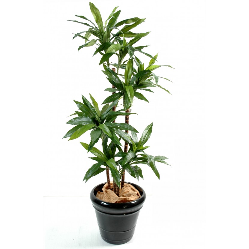 DRACAENA FRAGRANS Janet Craig, 145cm