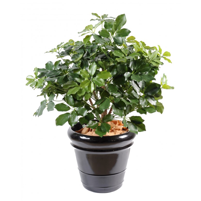 SCHEFFLERA EXOTICA BUSH, 90cm