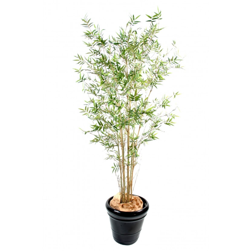 BAMBUS ORIENTAL NEW, 110cm