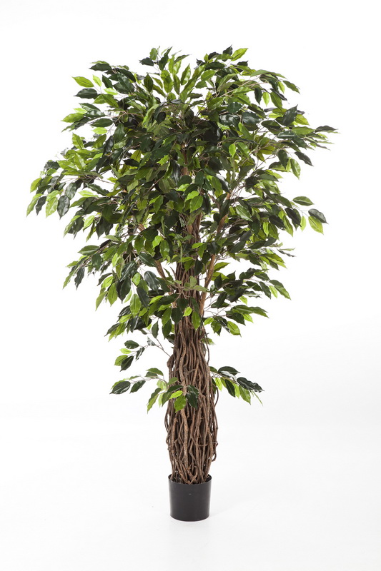 FICUS LIANA DELUXE, 330cm