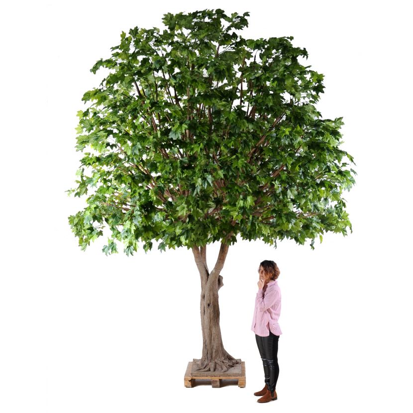 SYCAMORE STROM, 490cm