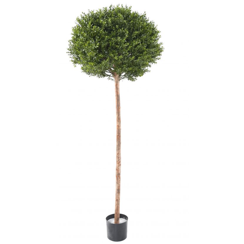 BUXUS KOULE RED DAY ROD UV, 170cm