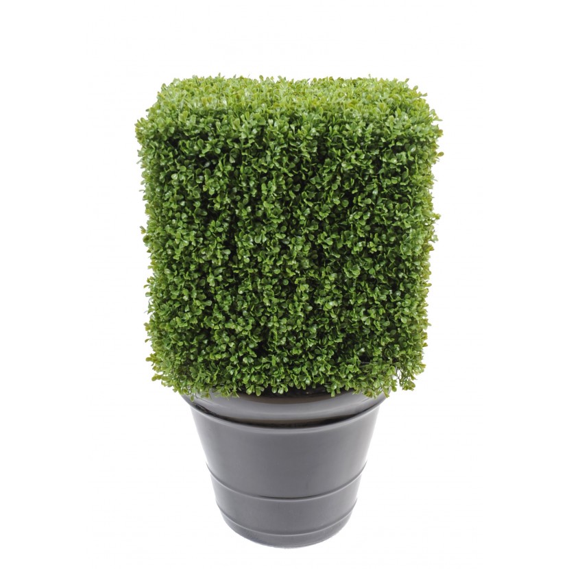 BUXUS REGULAR EDGE KEŘ, 65cm 