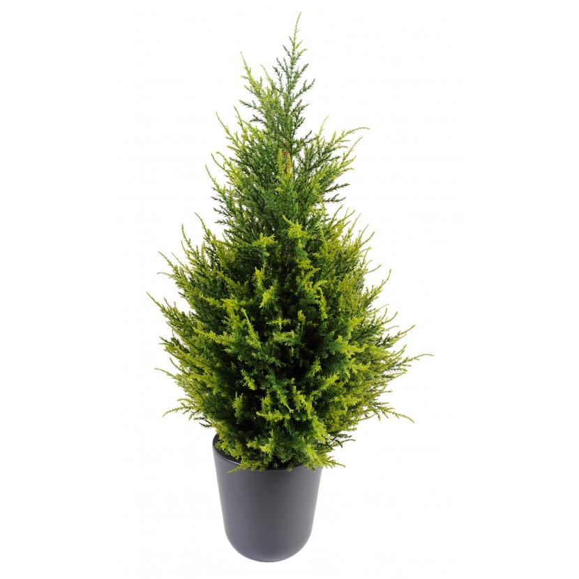 CYPŘIŠ JUNIPERUS, 65cm