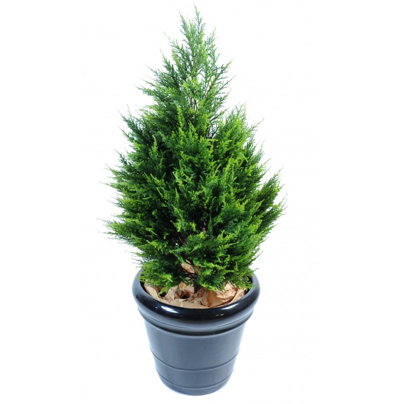 CYPŘIŠ JUNIPERUS, 105cm