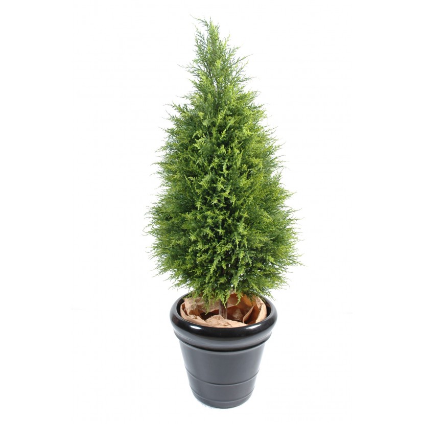 CYPŘIŠ JUNIPERUS, 135cm