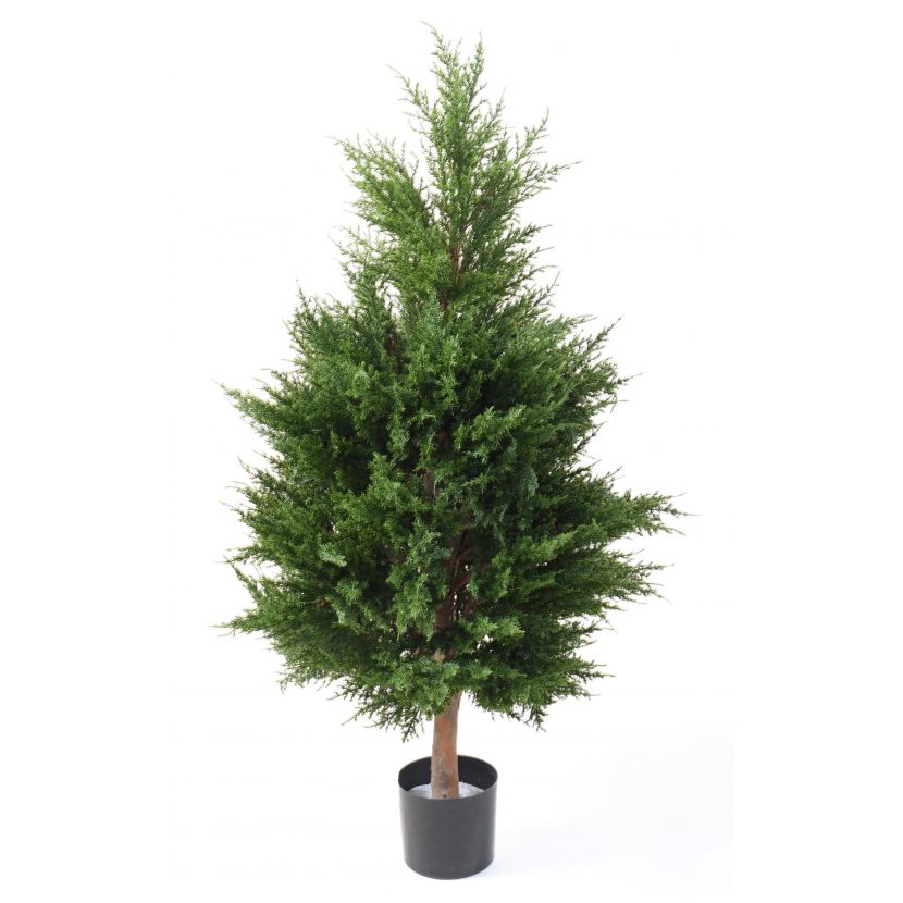 CYPŘIŠ JUNIPERUS STROM, 105cm