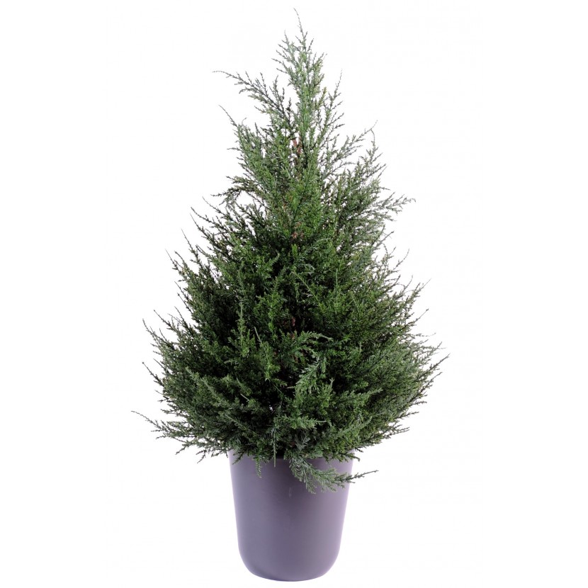CYPŘIŠ JUNIPERUS STROM, 65cm
