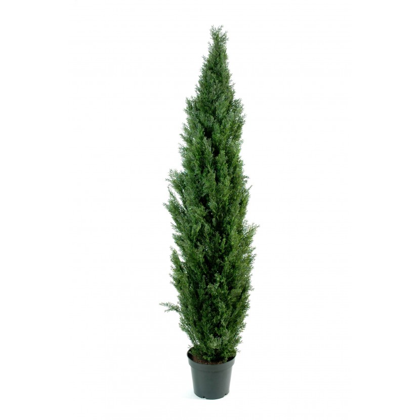 CYPŘIŠ MINI, 270cm