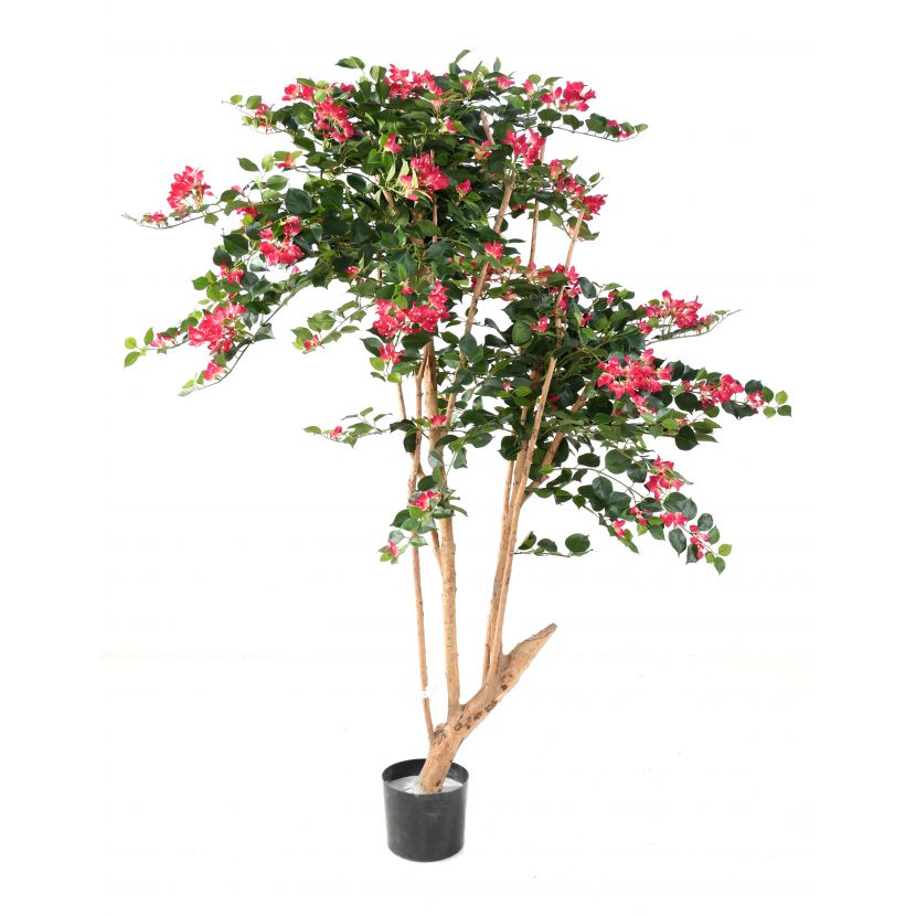 BOUGAINVILLEA ROOT růžová, 160cm