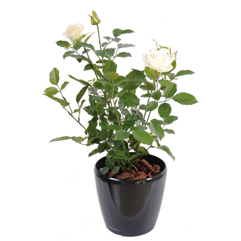 Keř růží růžový-krémový, 60cm