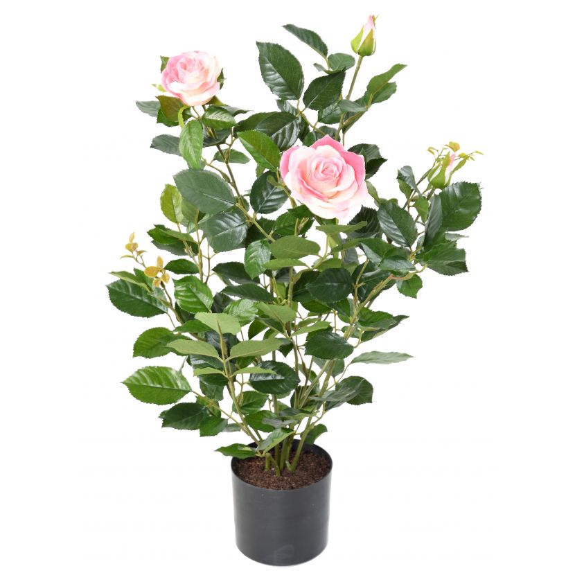 Keř růží růžový, 60cm