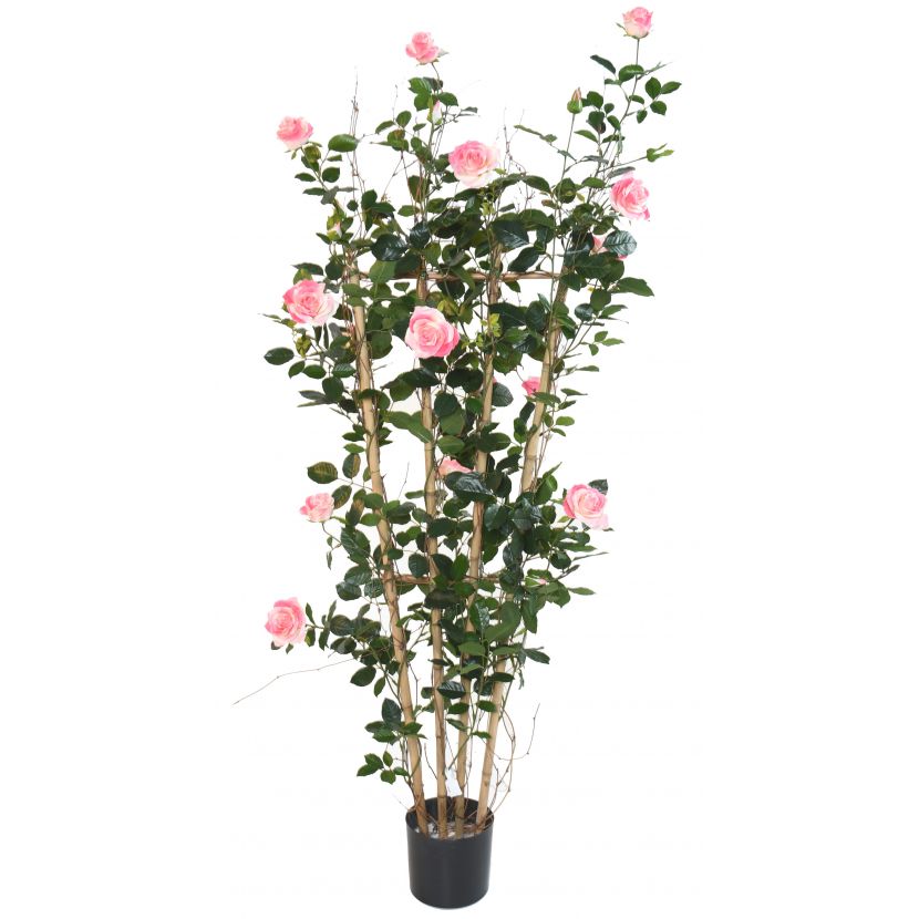 RŮŽE ROYAL PALISADE růžová, 160cm