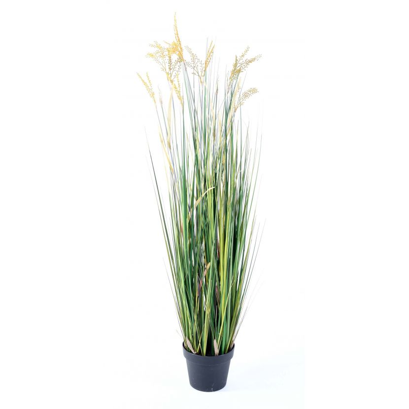PAPYRUS SCIRPUS VALIDUS, 120cm