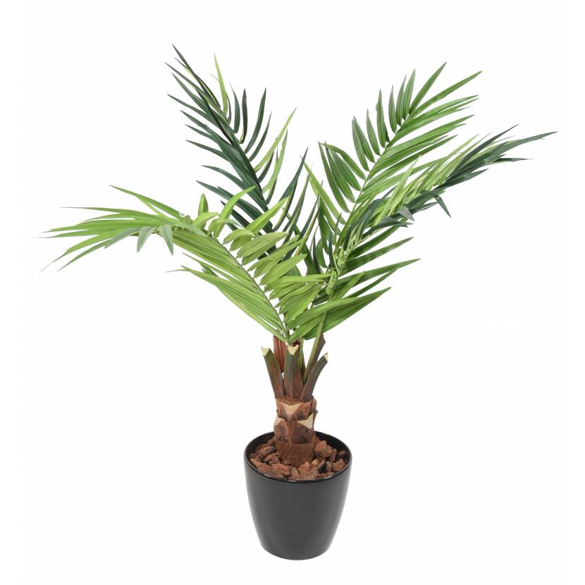 Kentia palma 4 větve, 120cm