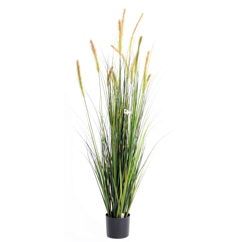 FOXTAIL GF TRÁVA, 150cm