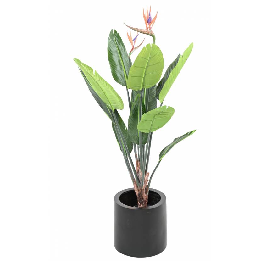 Strelitzia 10F 2FL, 120cm