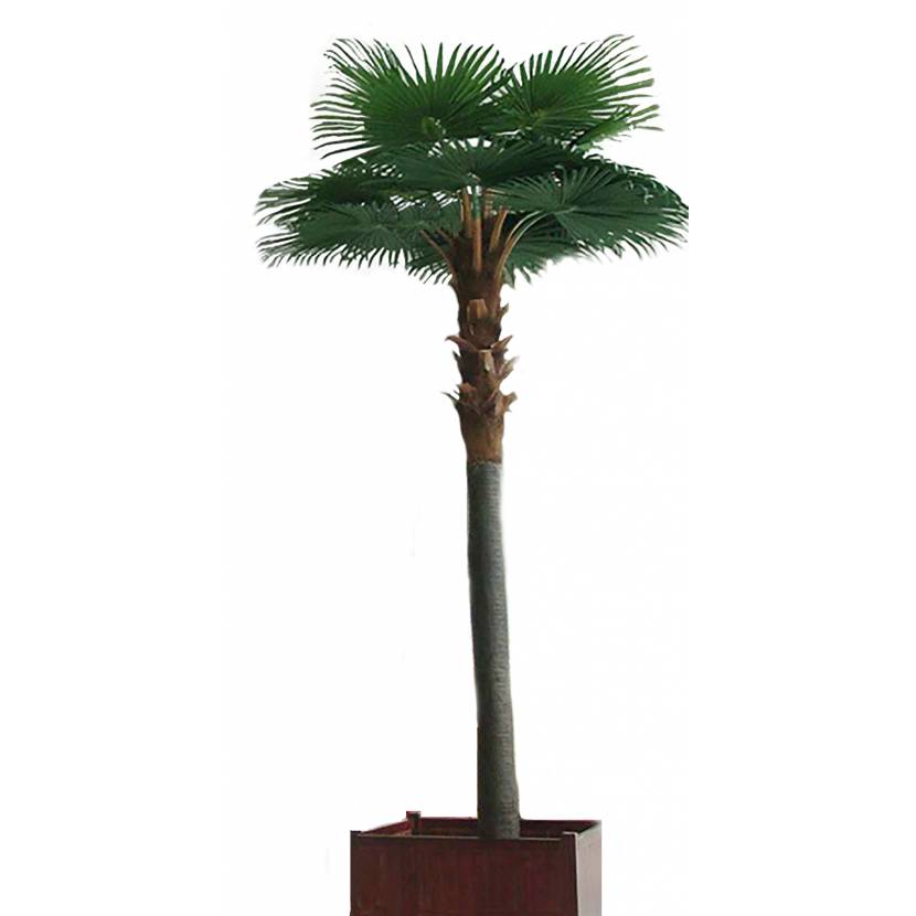 CAMERUS ROYAL palma, 500cm
