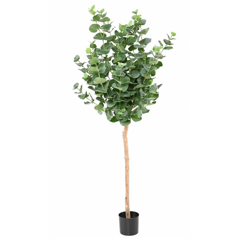 EUCALYPTUS GUNNII STEM, 150cm