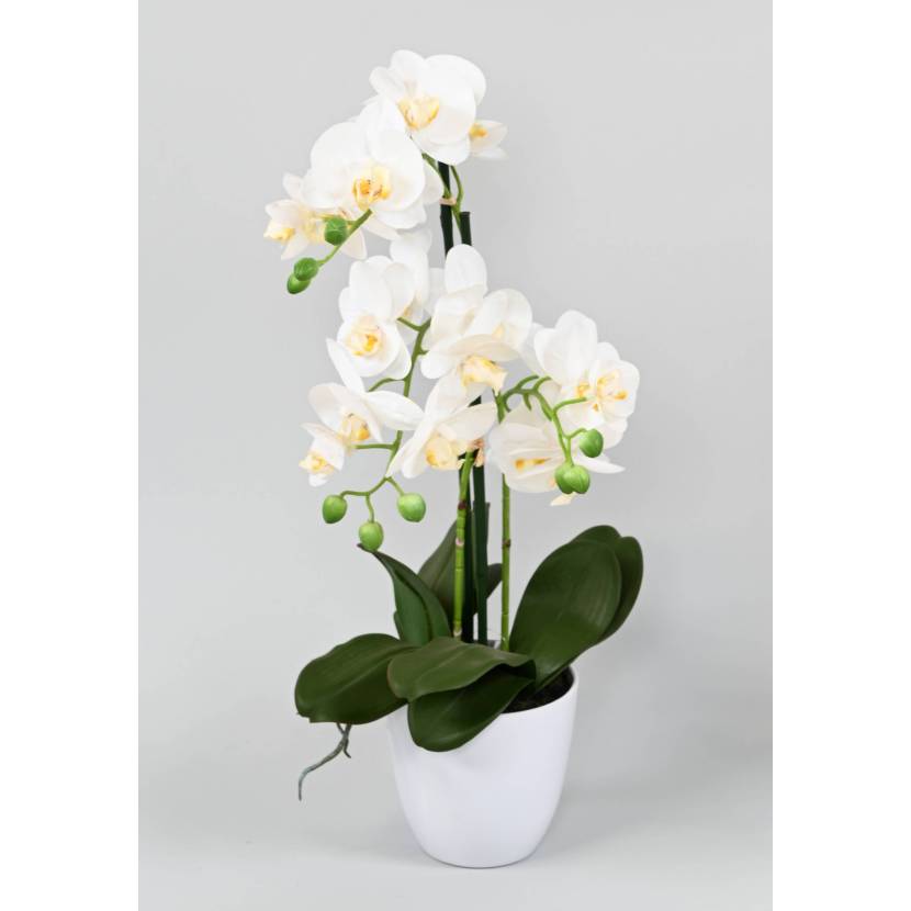 Orchidej bílá v květináči, 60cm