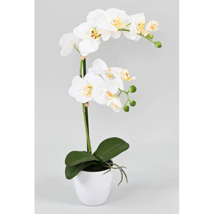 Orchidej bílá v květináči, 55cm