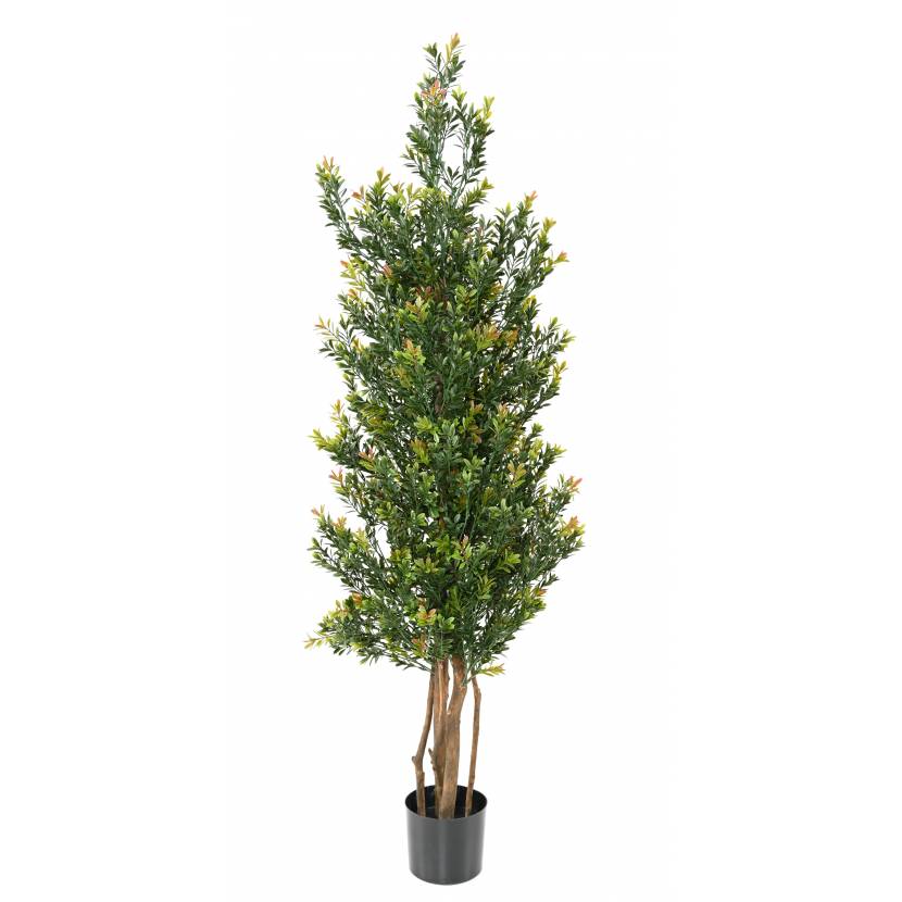BUXUS RED DAY GF BUSH UV, 165cm