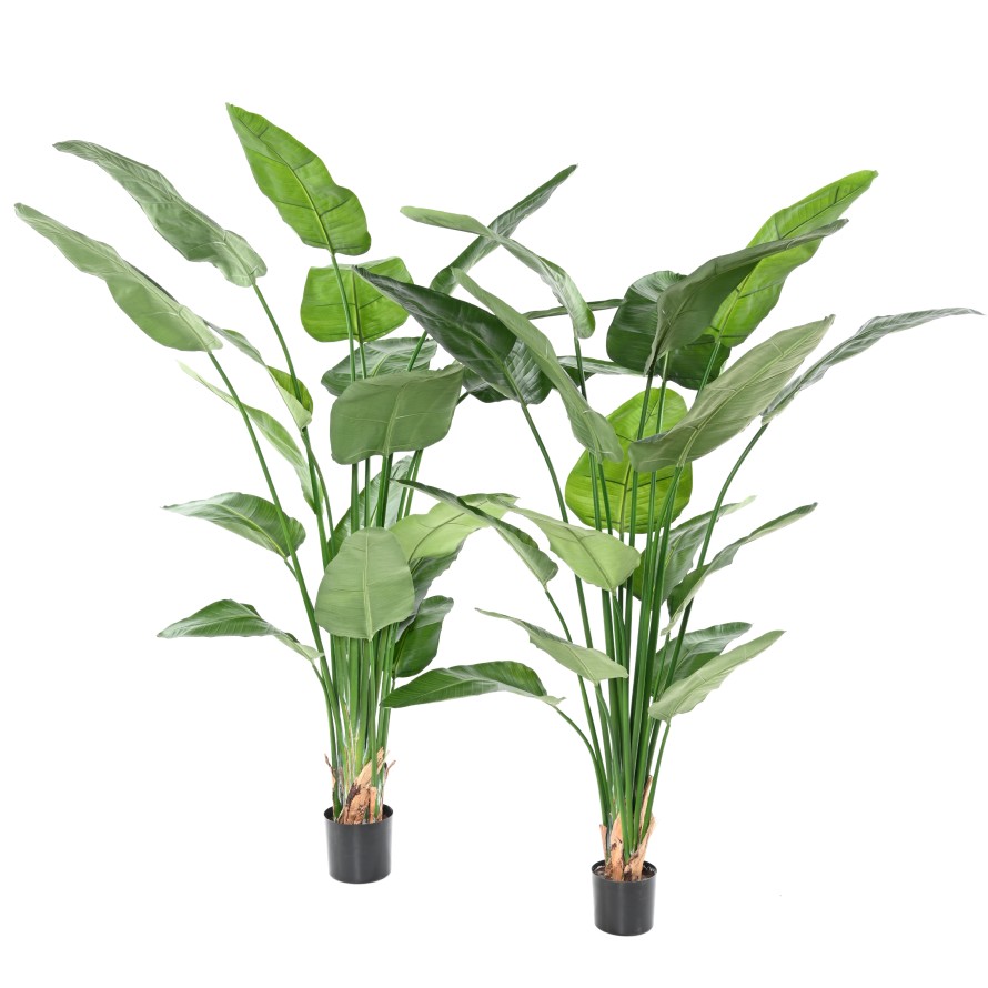 STRELITZIA NICOLAI, 185cm