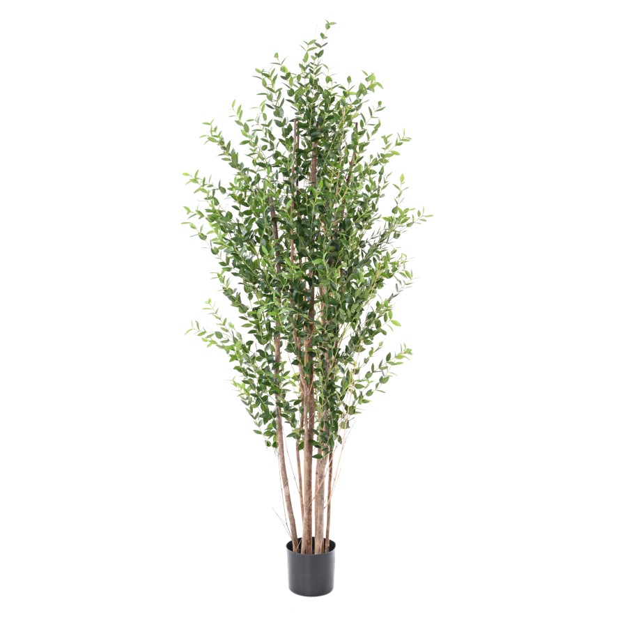 Eukalyptus mini keř, 180cm