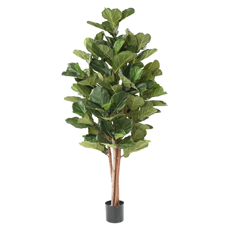 FICUS LYRATA BL, 210cm