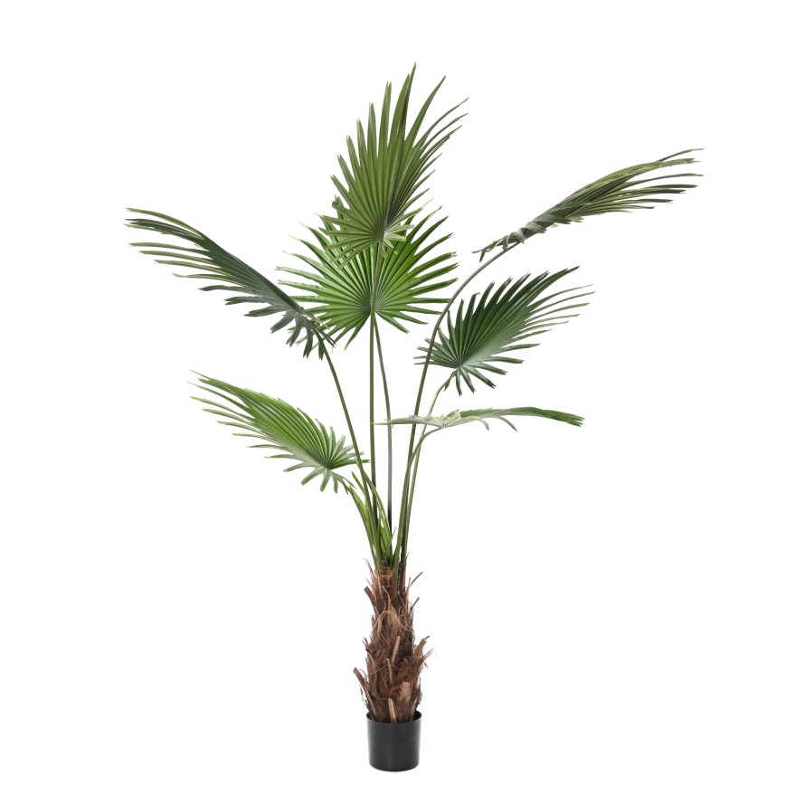 Livistona palma, 200cm