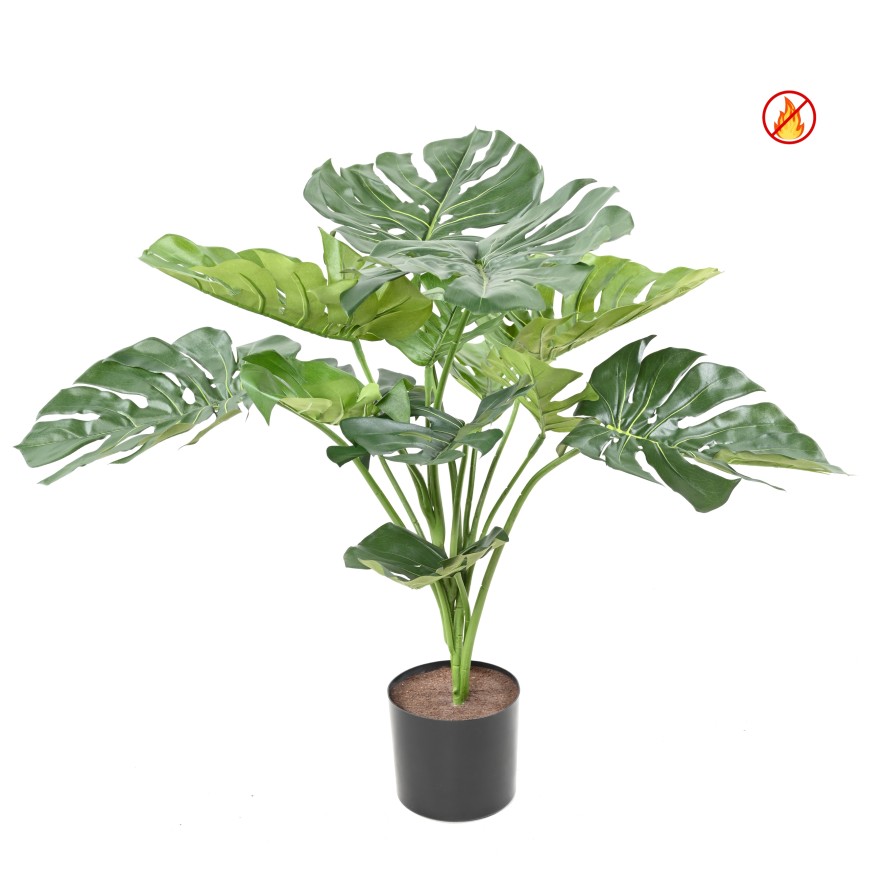 Philodendron Monstera ohnivzdorný, 75cm