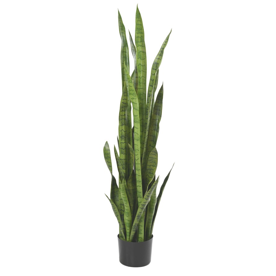 Sansevieria velká zelená, 155cm