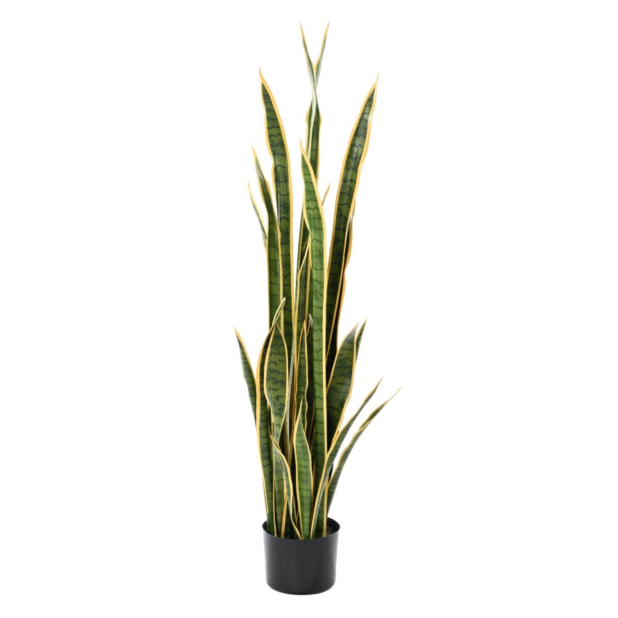 Sansevieria velká zeleno-žlutá, 155cm