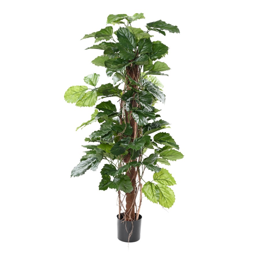 TETRASTIGMA, 140cm