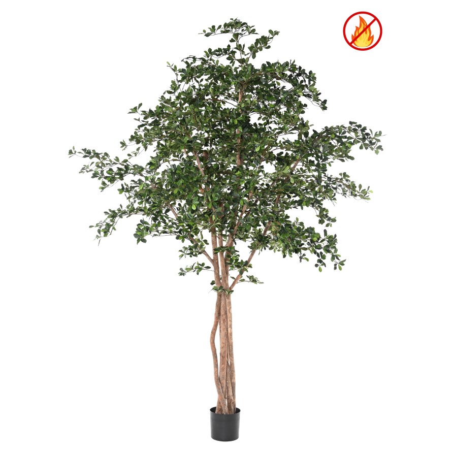 FICUS BLACK OLIVE ohnivzdorný, 300cm
