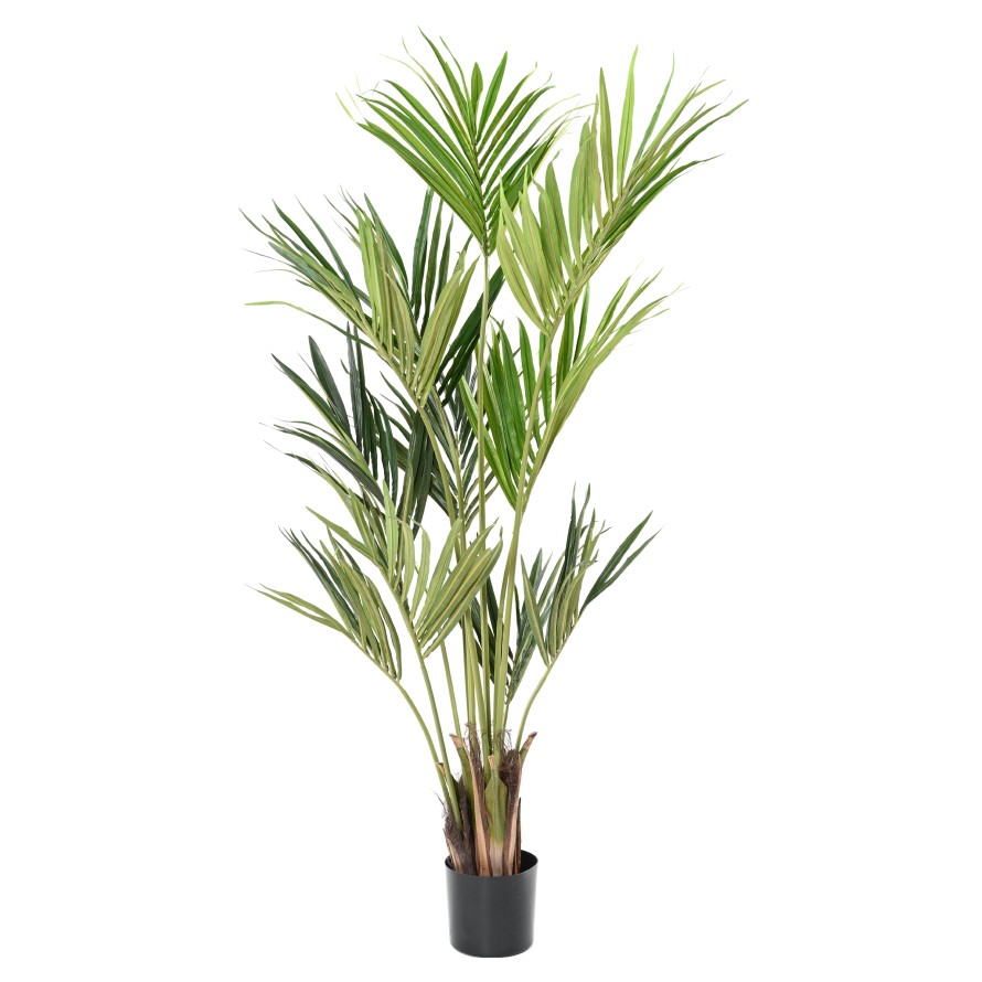KENTIA ECO PALMA, 180cm