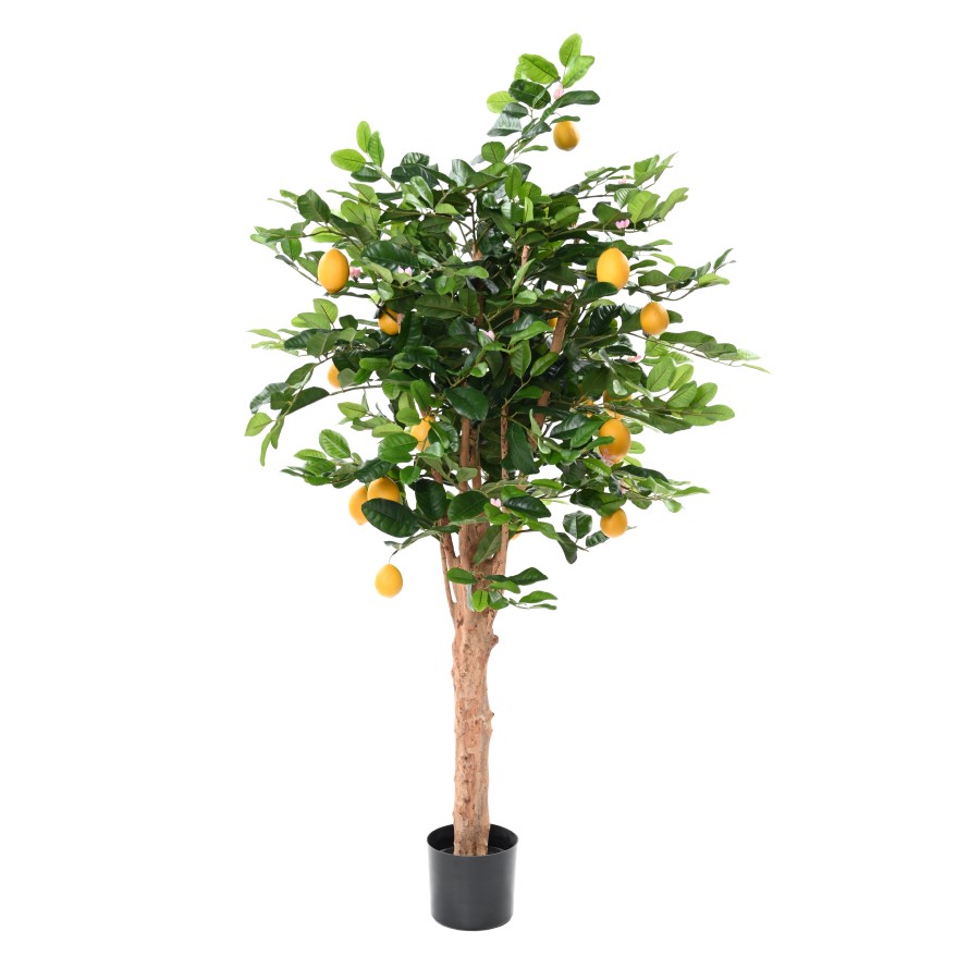 CITRONOVNÍK slunečný, 150cm
