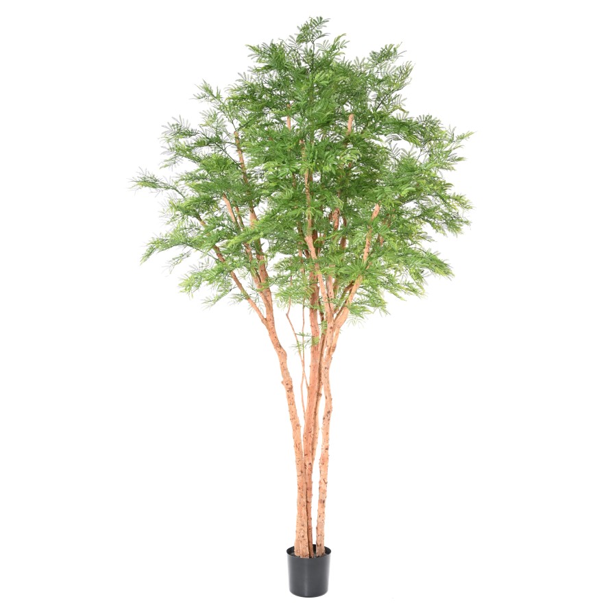 TAMARIND STROM, 340cm
