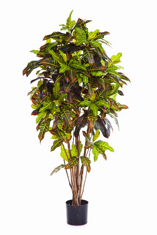 CROTON STROM, 120cm