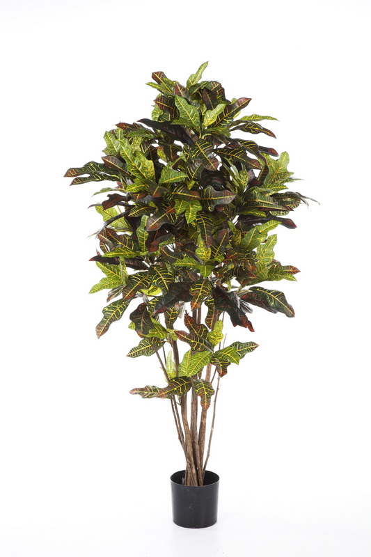 FR CROTON STROM, 180cm