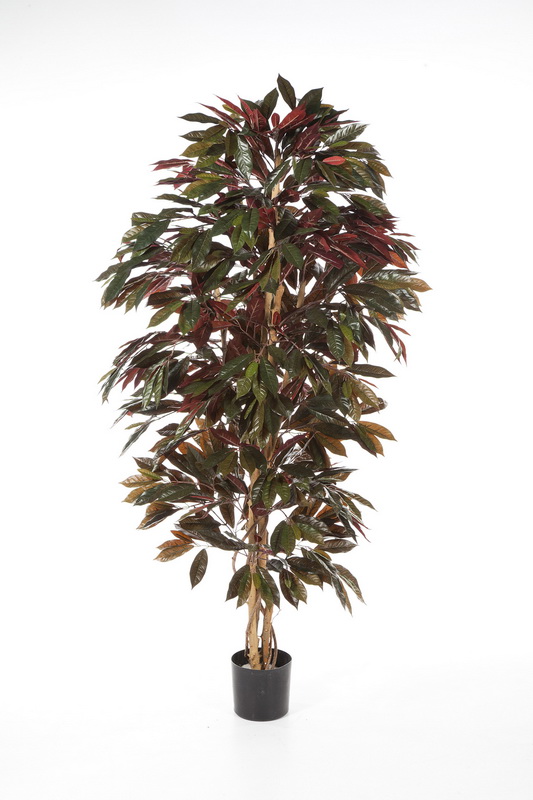 CAPENSIA KEŘ, 150cm