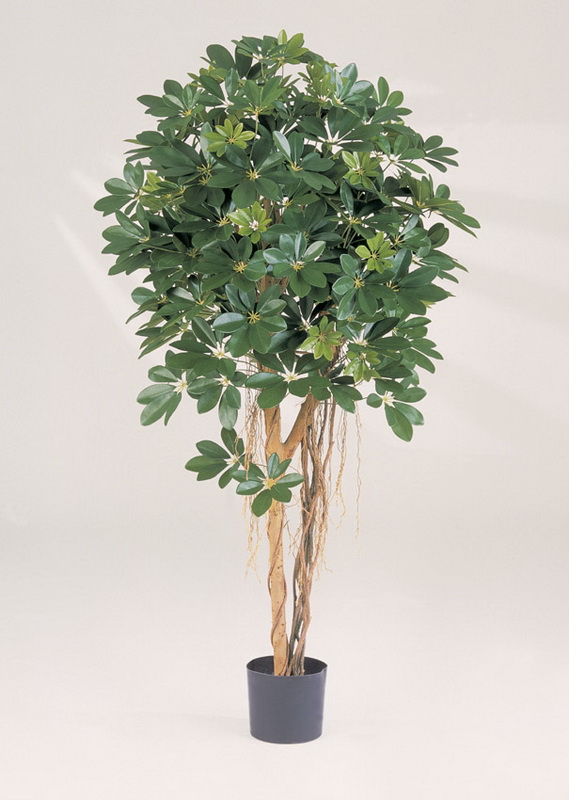 NATURAL SCHEFFLERA UMBRELLA, 110cm