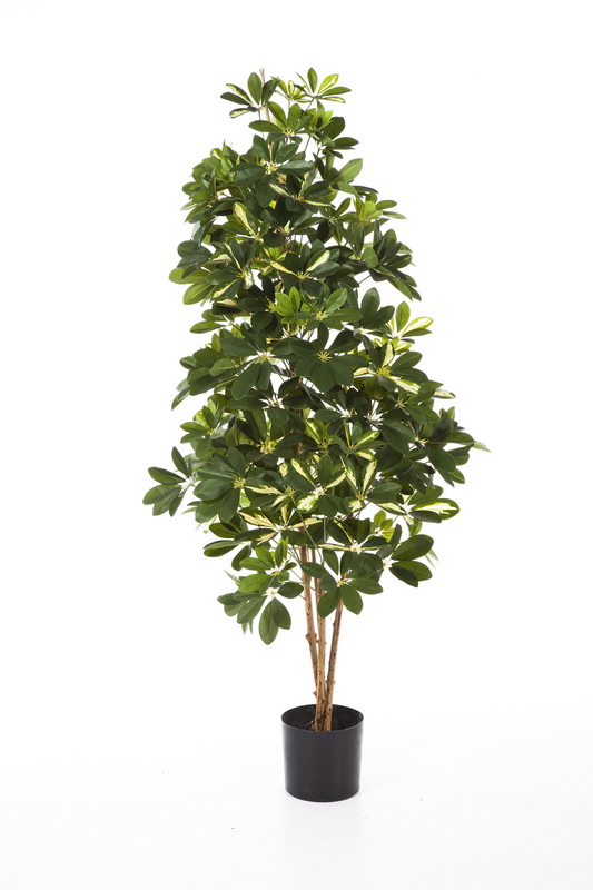 PANAŠOVANÁ NATURAL SCHEFFLERA, 80cm