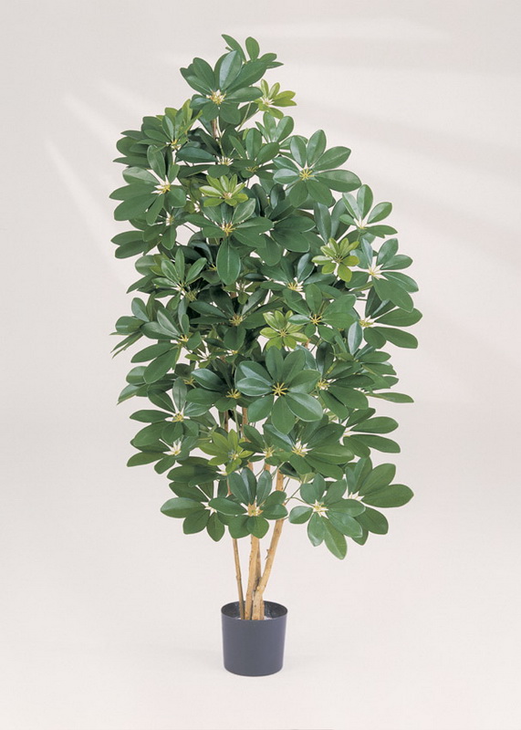 NATURAL SCHEFFLERA, 110cm