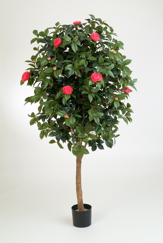 CAMELIA STROM, 170cm