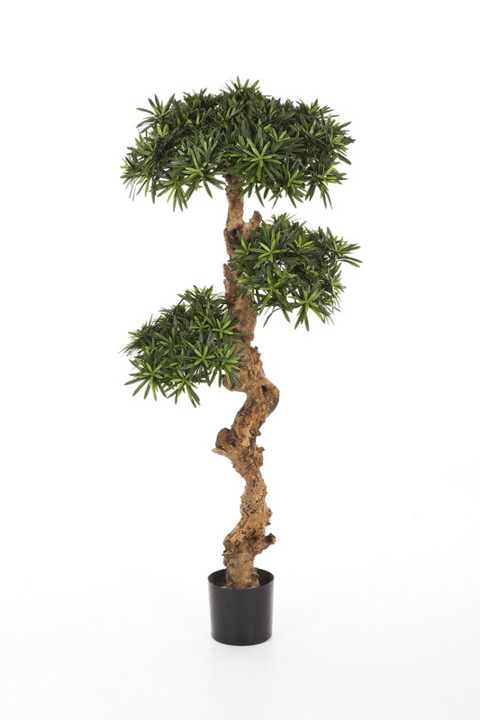 PODOCARPUS, 90cm