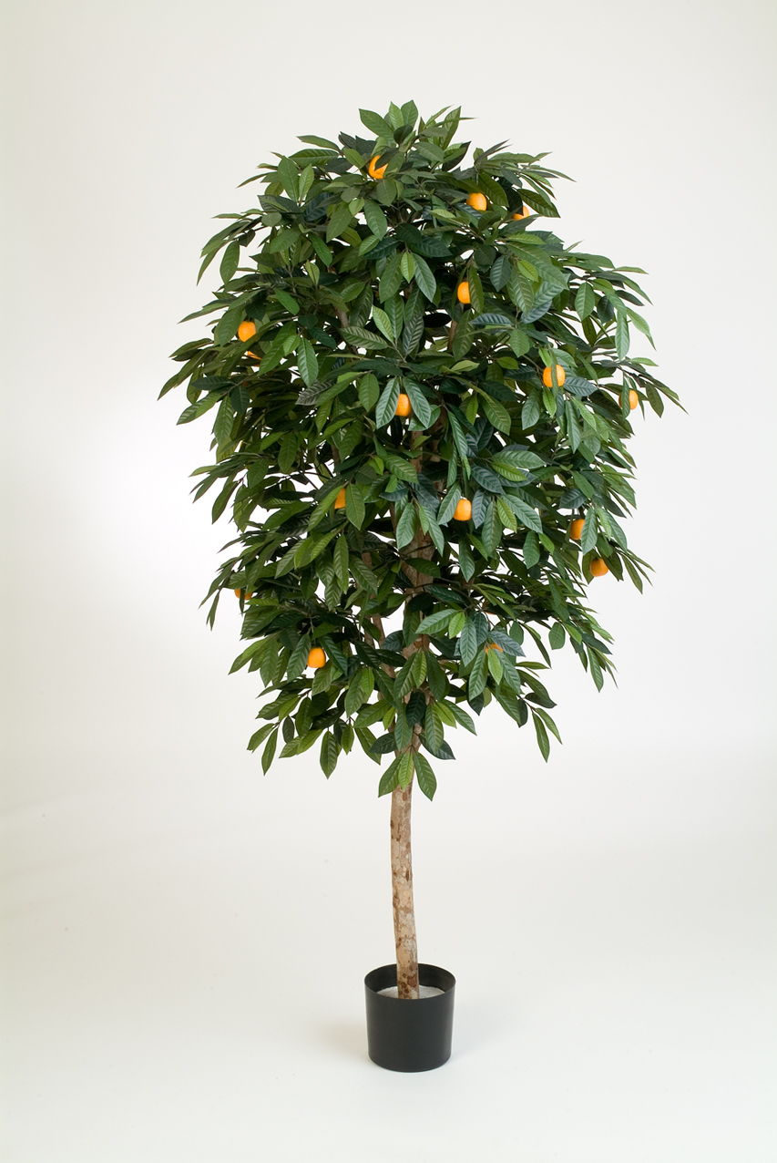 MANDARINKOVNÍK STROM, 110cm
