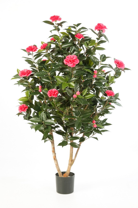 CAMELIA JAPONICA KEŘ, 150cm