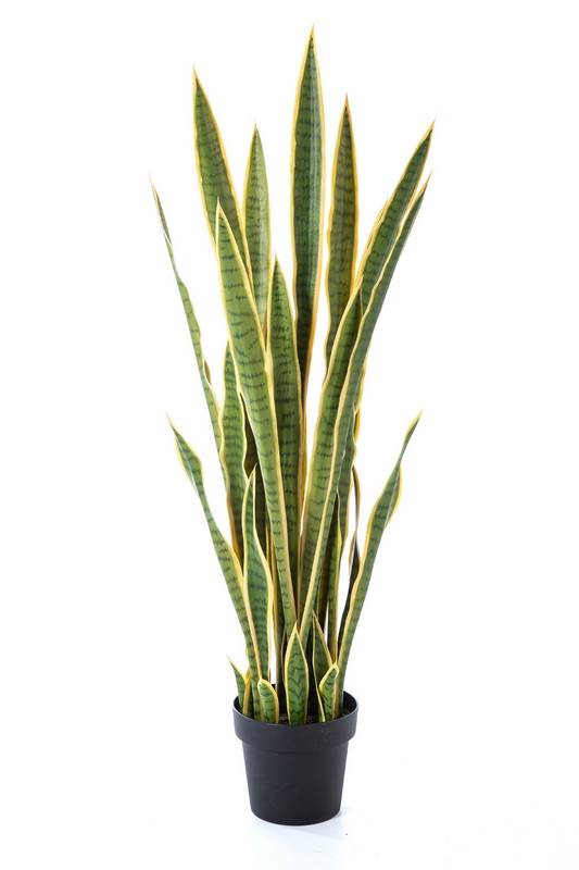 SANSEVERIA VARIEGATED S KVĚTINÁČEM, 120cm